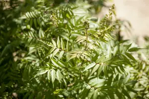 sorbaria sorbifolia (60- 90cm) - afbeelding 5