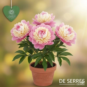 Paeonia lactiflora 'Sorbet' P18