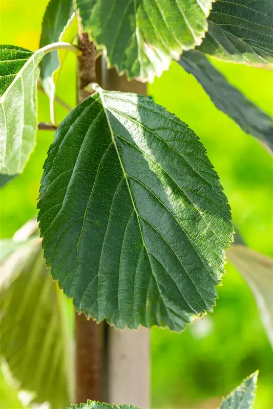 sorbus aria 'lutescens' 10/12 C - afbeelding 2