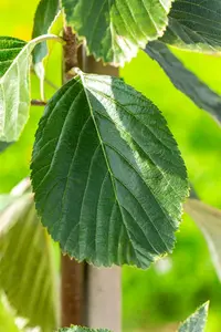 sorbus aria 'lutescens' 10/12 C - afbeelding 2