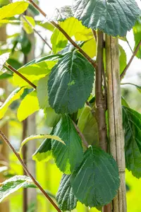 sorbus aria 'lutescens' 10/12 C - afbeelding 5