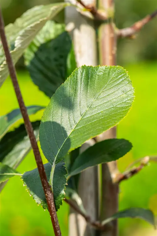 sorbus aria 'lutescens' 10/12 C - afbeelding 3