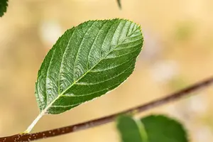 sorbus aria 'lutescens' 10/12 C - afbeelding 5