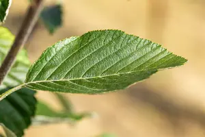 sorbus aria 'lutescens' 10/12 C - afbeelding 4