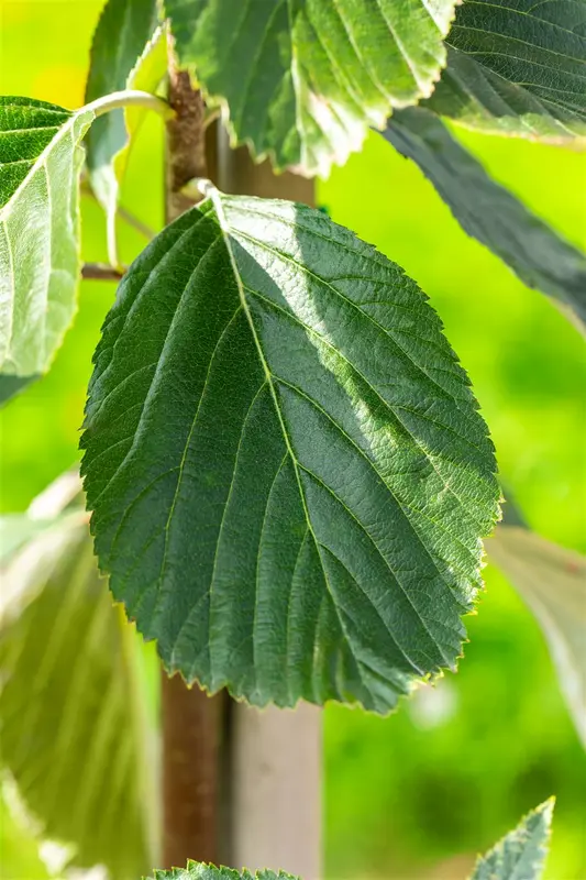 Sorbus aria 'Lutescens' 6/ 8 HO C - afbeelding 2