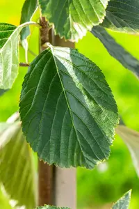 Sorbus aria 'Lutescens' 6/ 8 HO C - afbeelding 2