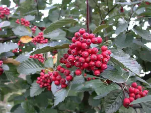 sorbus aria 'magnifica' 18/20 - afbeelding 3