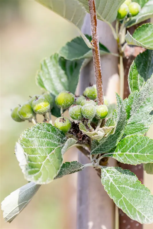 Sorbus arnold. 'White Wax' 8/10 HO C - afbeelding 2