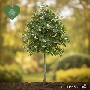 Sorbus arnoldiana 'White Wax' 12/14 C (HO)