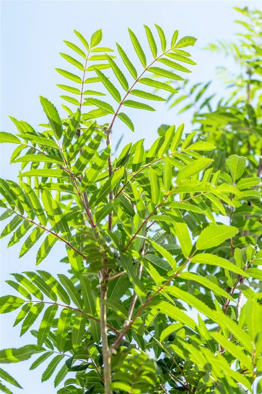 Sorbus auc. 'Edulis' ( 'rossica') 14/16 HO DKL - afbeelding 5