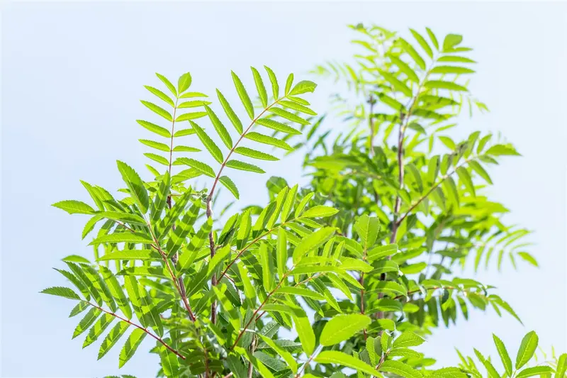 Sorbus auc. 'Edulis' ( 'rossica') 14/16 HO DKL - afbeelding 4