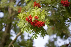 Sorbus auc. 'Edulis' ( 'rossica') 16/18 HO C