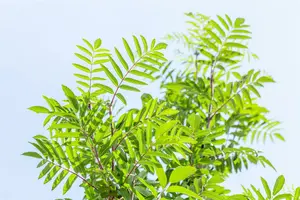 Sorbus auc. 'Edulis' ( 'rossica') 16/18 HO C - afbeelding 4