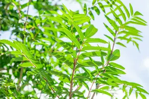 Sorbus auc. 'Edulis' ( 'rossica') 16/18 HO DKL - afbeelding 3