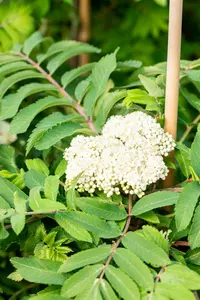 Sorbus auc. 'Fastigiata' 6/ 8 HO C - afbeelding 5