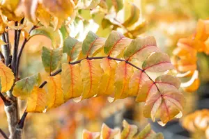 Sorbus auc. 'Fastigiata' 6/ 8 HO C - afbeelding 2