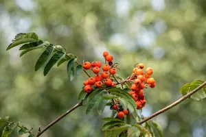 Sorbus auc. 'Hongarije' 16/18 HO C - afbeelding 5
