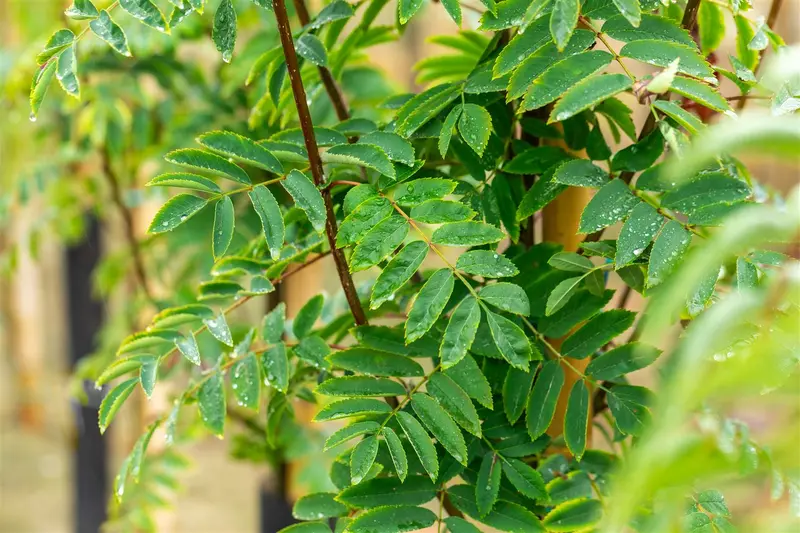 Sheerwater Seedling