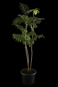 sorbus aucuparia 20/25 - afbeelding 5