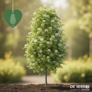 Sorbus aucuparia 'Fingerprint' 14/16 C (HO)