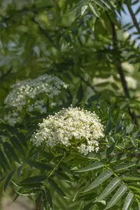 sorbus 'dodong' 12/14 C - afbeelding 2
