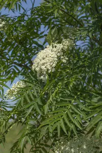 sorbus 'dodong' 12/14 C - afbeelding 5
