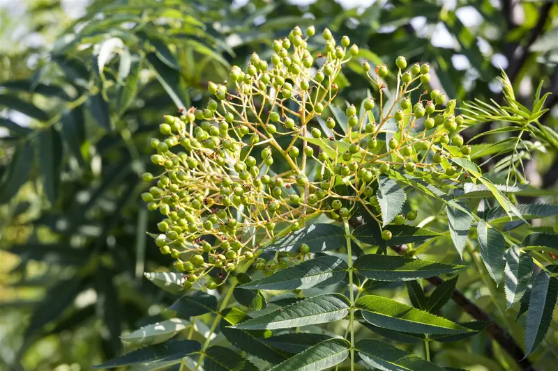sorbus 'dodong' 12/14 C - afbeelding 1