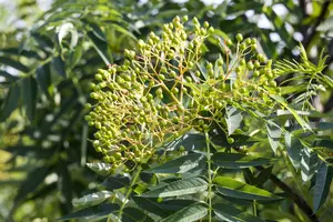 sorbus 'dodong' 12/14 C - afbeelding 5