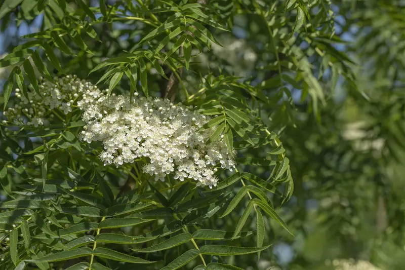 sorbus 'dodong' 12/14 C - afbeelding 3