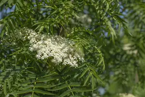 sorbus 'dodong' 12/14 C - afbeelding 3