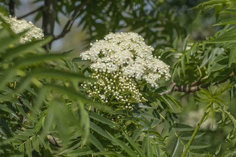 sorbus 'dodong' 12/14 C - afbeelding 4
