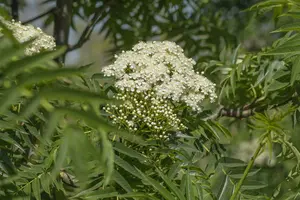 sorbus 'dodong' 12/14 C - afbeelding 4