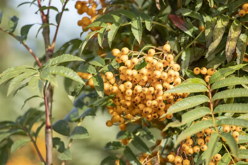 Sorbus hybr. 'Autumn Spire'® ( 'flanrock'®) 200-250   C90 - afbeelding 3