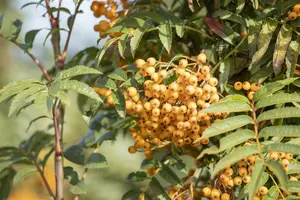 Sorbus hybr. 'Autumn Spire'® ( 'flanrock'®) STAM/ 80 C10 - afbeelding 3