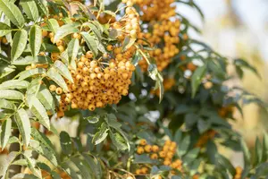 Sorbus hybr. 'Autumn Spire'® ( 'flanrock'®) STAM/ 80 C10 - afbeelding 5