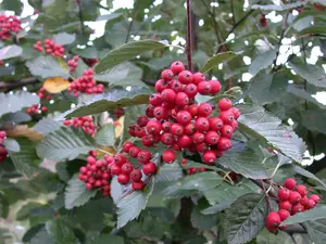 Sorbus intermedia 12/14 HO C