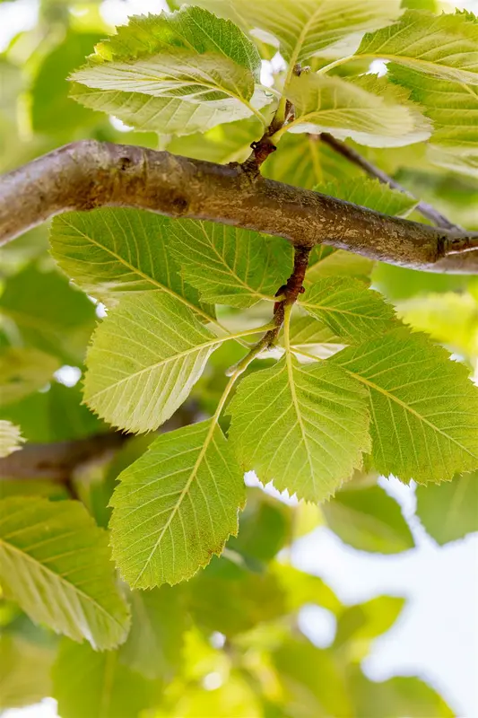 sorbus latifolia 'henk vink' 14/16 C - afbeelding 2