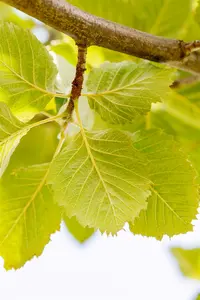 sorbus latifolia 'henk vink' 14/16 C - afbeelding 5
