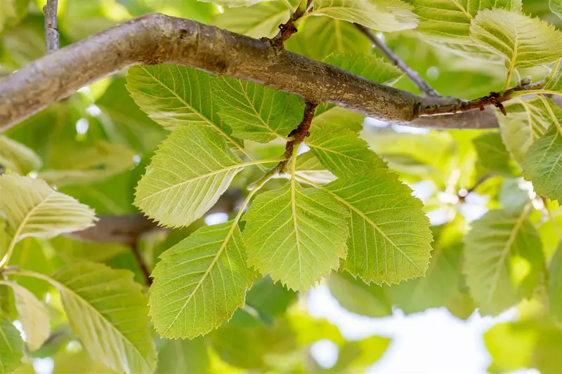 sorbus latifolia 'henk vink' 14/16 C - afbeelding 1