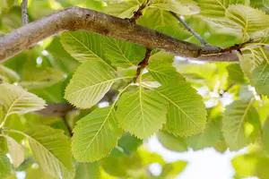 sorbus latifolia 'henk vink' 14/16 C - afbeelding 5