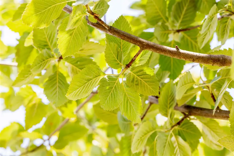 sorbus latifolia 'henk vink' 14/16 C - afbeelding 3