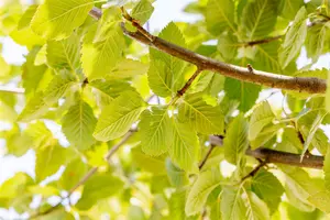 sorbus latifolia 'henk vink' 14/16 C - afbeelding 3