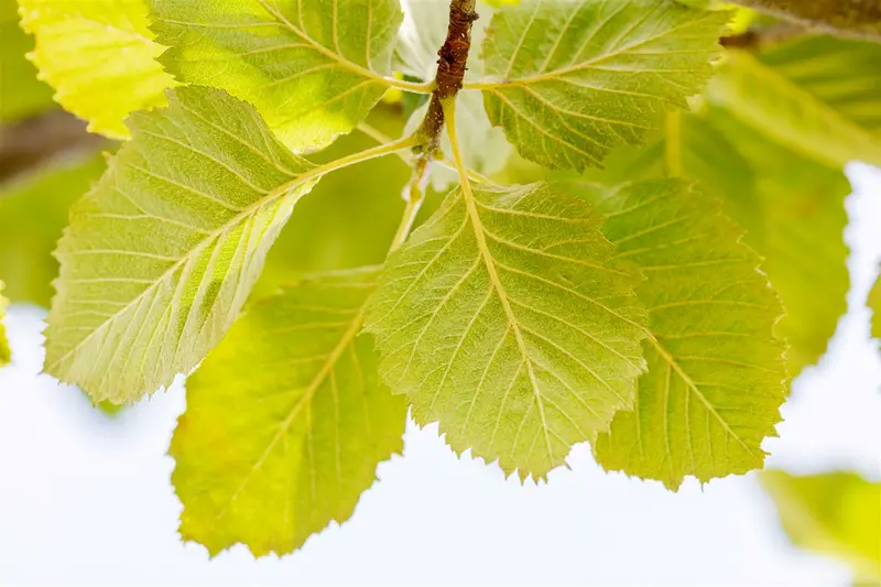 sorbus latifolia 'henk vink' 14/16 C - afbeelding 4