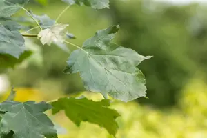 sorbus torminalis 12/14 C - afbeelding 3