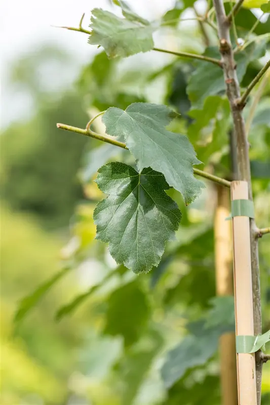 sorbus torminalis 14/16 C - afbeelding 2