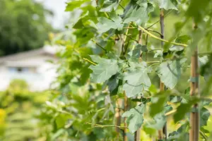 Sorbus torminalis ( torminalis glaberrrima) 40- 60   BW - afbeelding 3