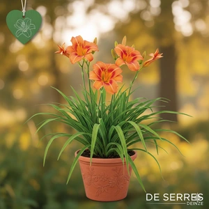 Hemerocallis 'South Seas' P12