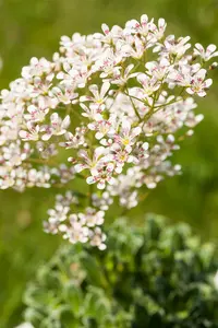 saxifraga cotyledon 'southside seedling' P9 - afbeelding 2