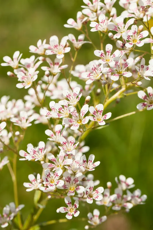 saxifraga cotyledon 'southside seedling' P9 - afbeelding 3