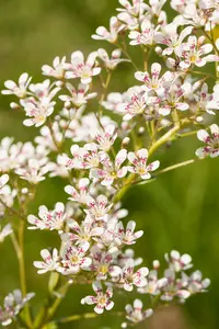 saxifraga cotyledon 'southside seedling' P9 - afbeelding 3